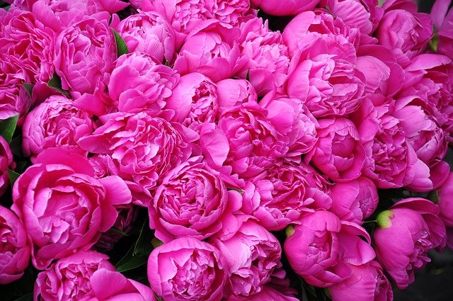 peoniesg72d88d1ee_640 peoniesg72d88d1ee_640