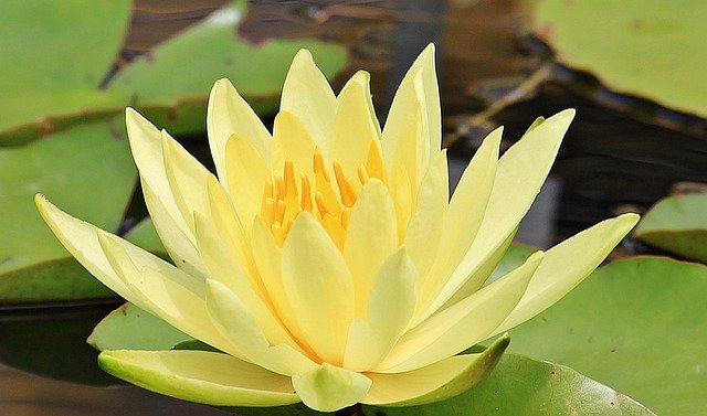 WATER LILy - Yellow Flower