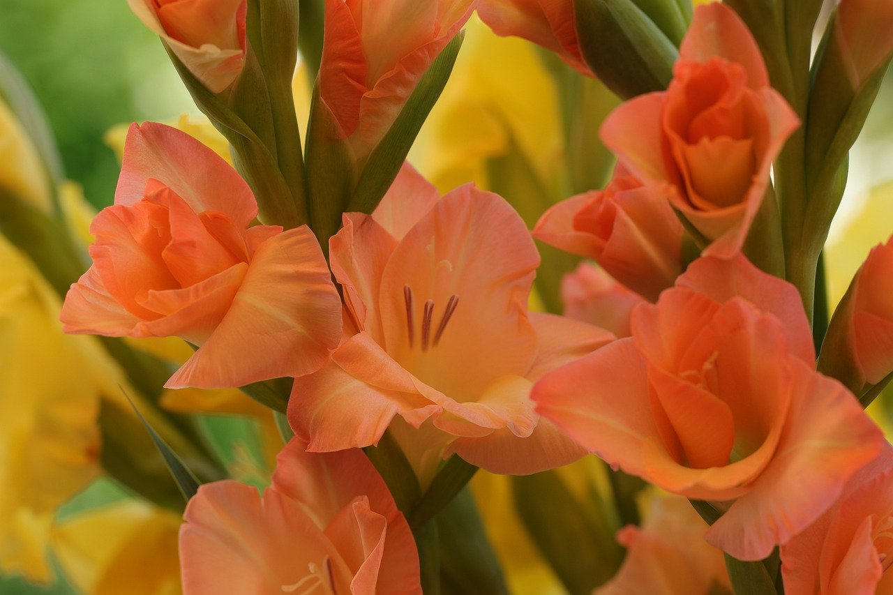 august-birth-flower-unveiling-the-meaning-and-significance-of-gladiolus