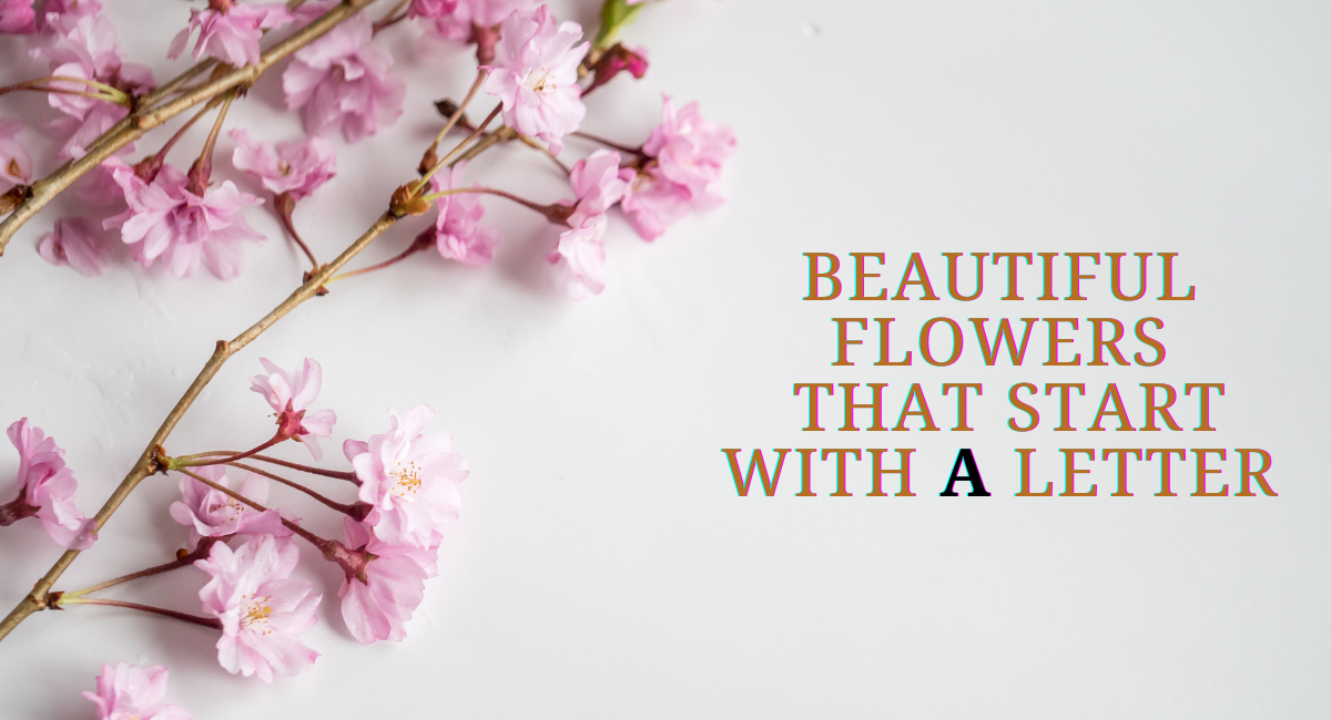Beautiful Flowers that Start With a Letter