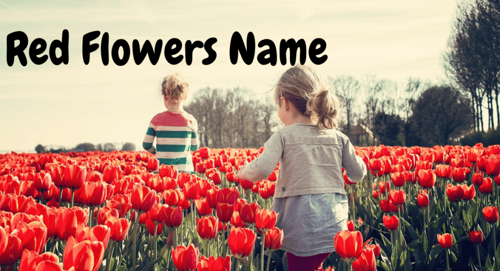 Red Flowers Name