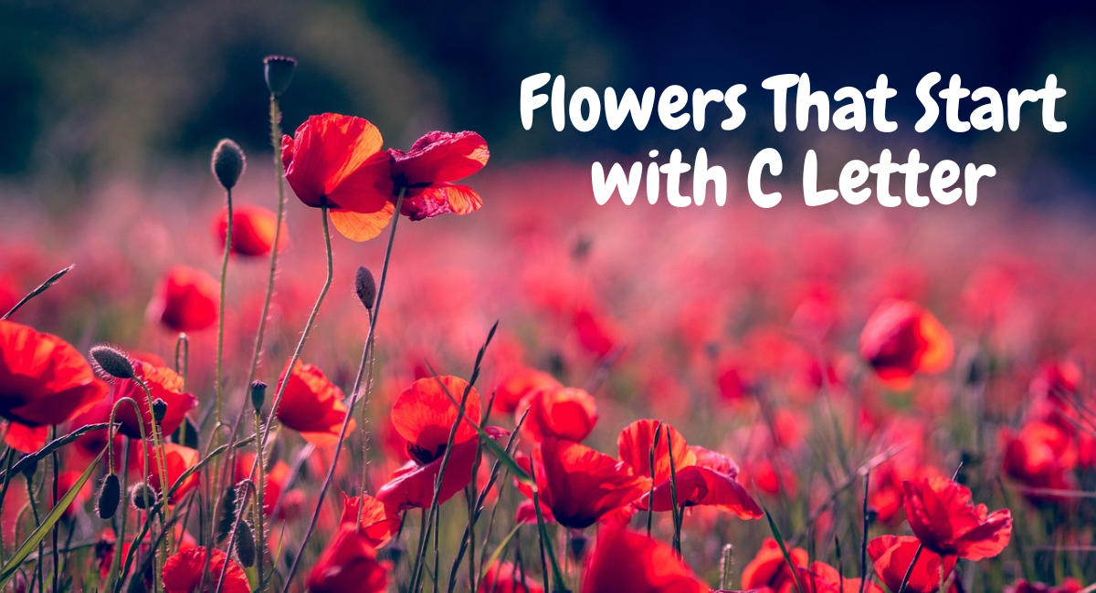 Flowers That Start with C Letter