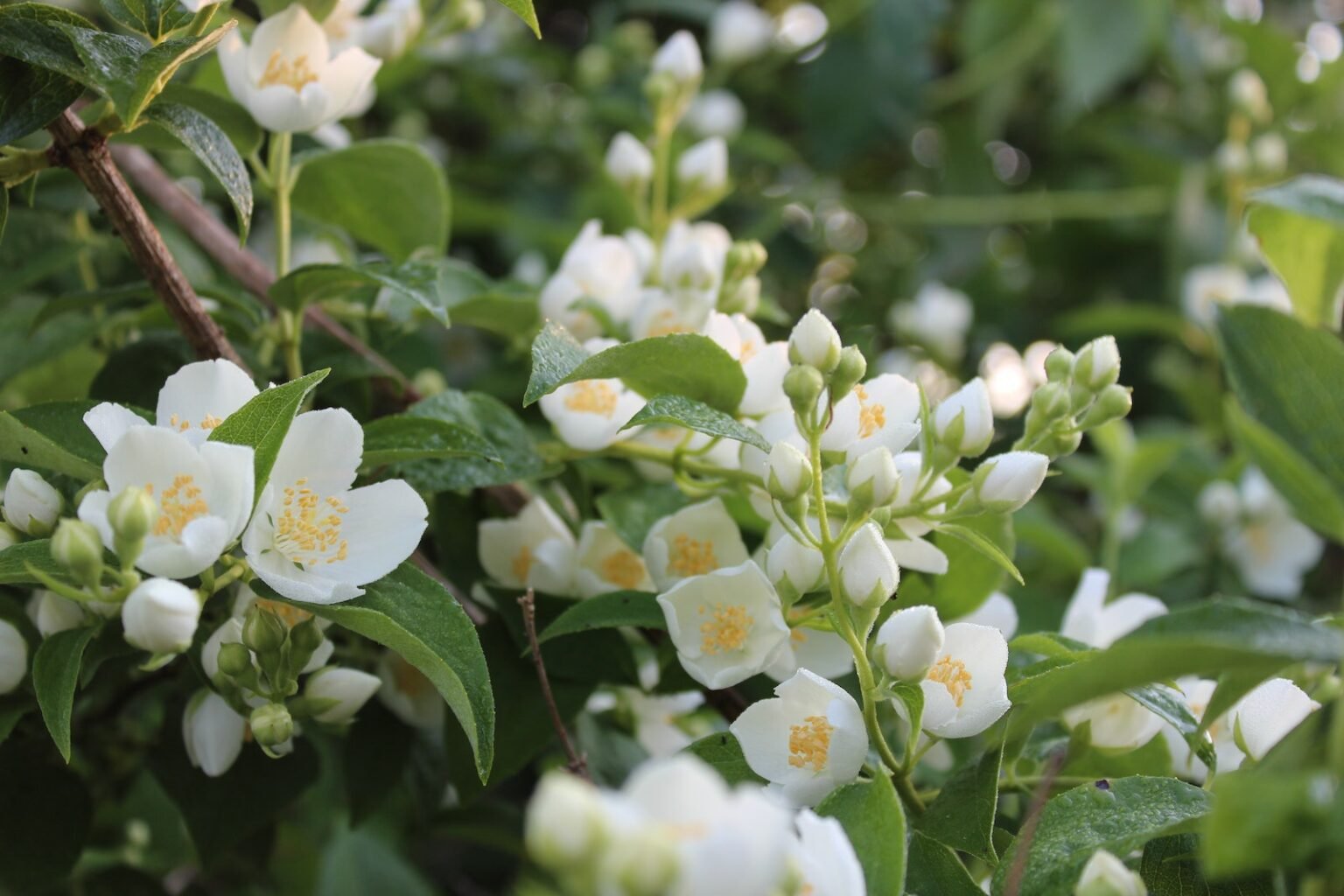 chameli-flower-in-english-type-meanings-symbolic