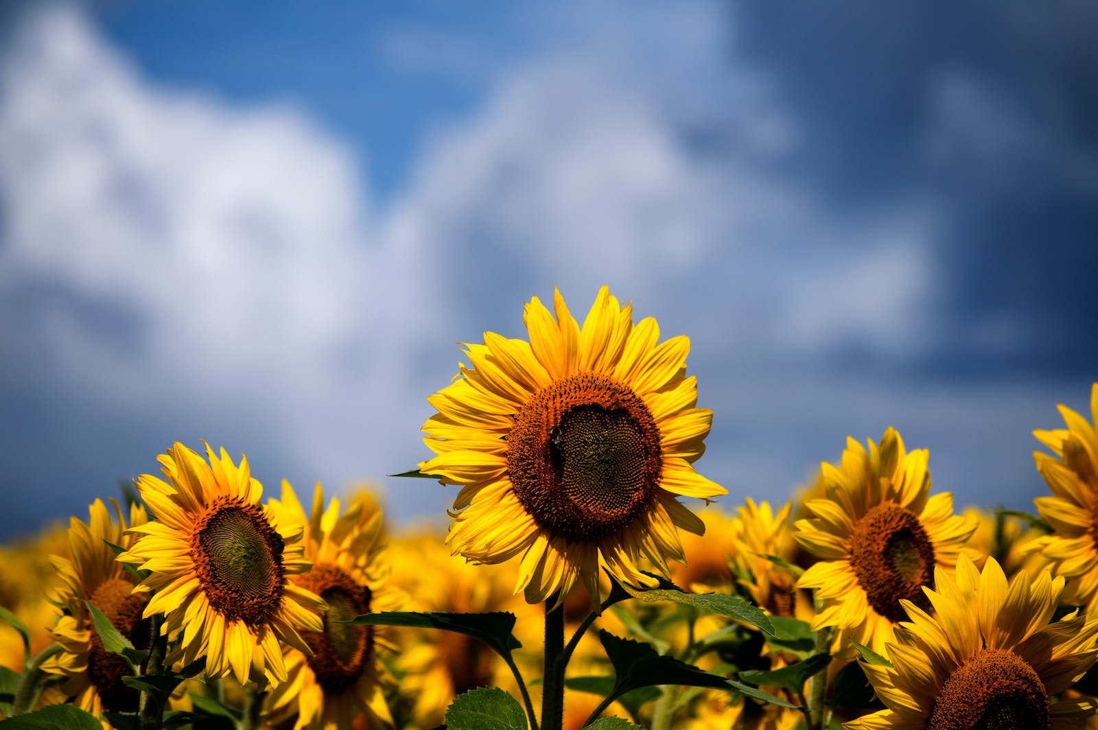 Sun flowers