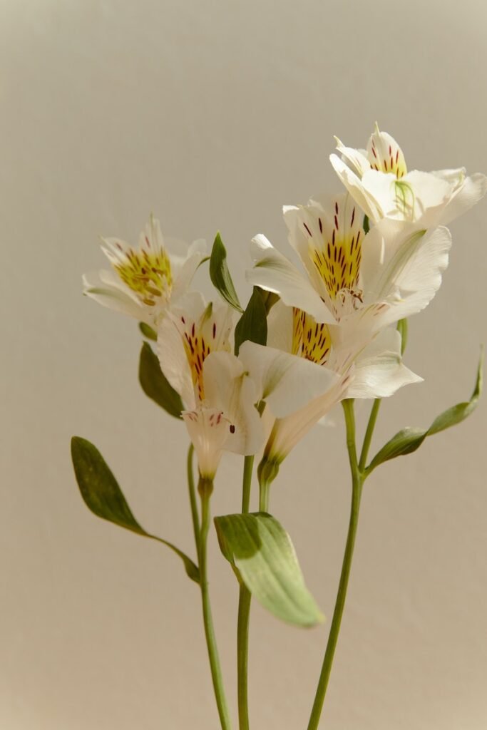 White Lily Flowers on Green Stem