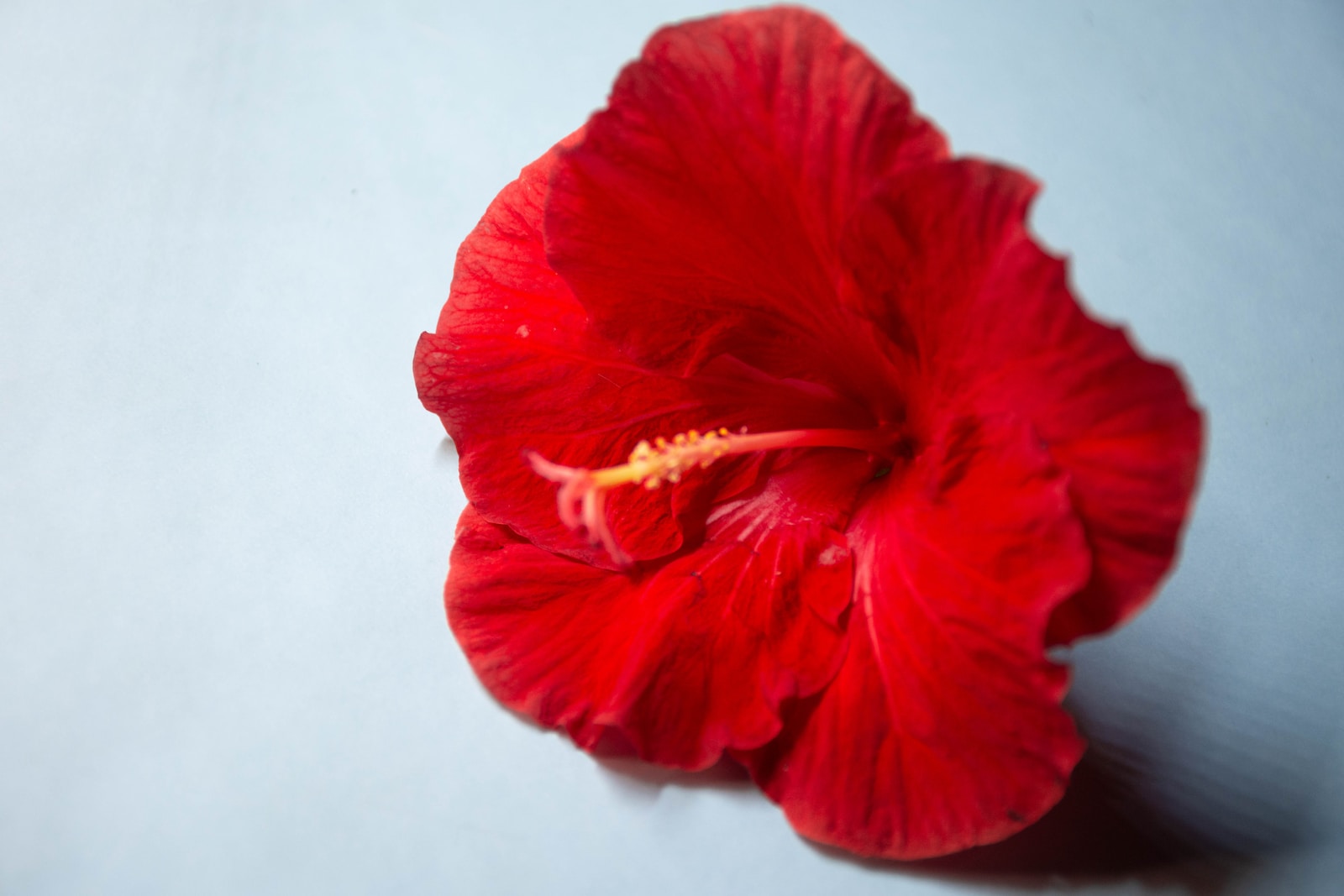 Hibiscus Flower in hindi