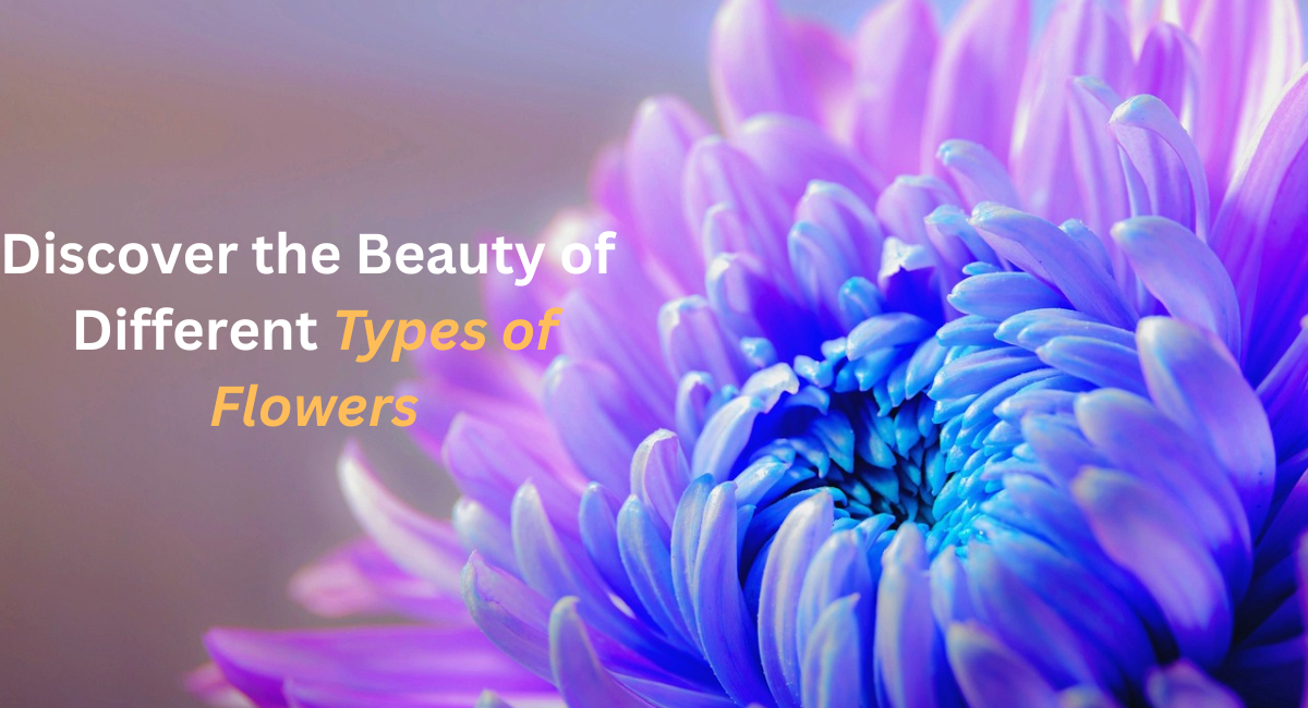 Discover the Beauty of Different Types of Flowers