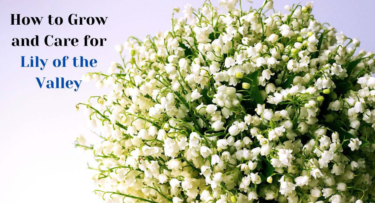 How to Grow and Care for Lily of the Valley