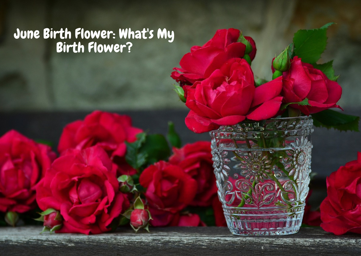 June Birth Flower Whats My Birth Flower