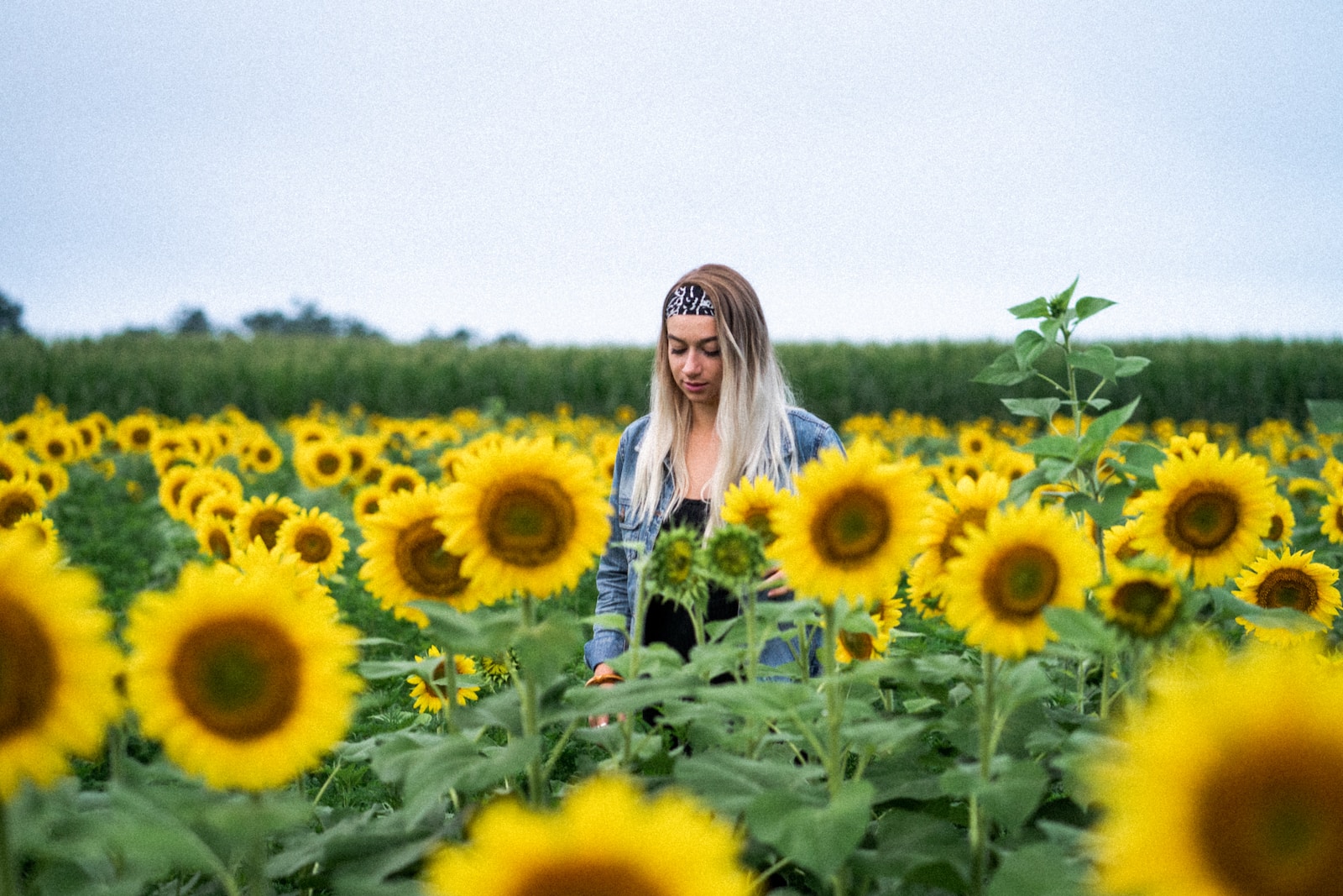 plant sun flower