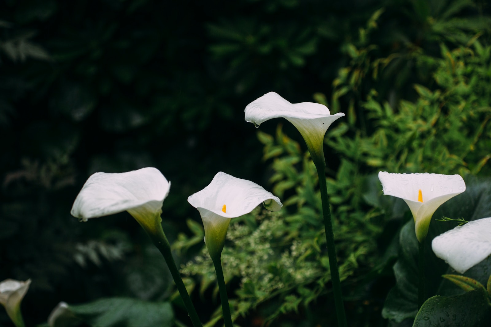 calla lily