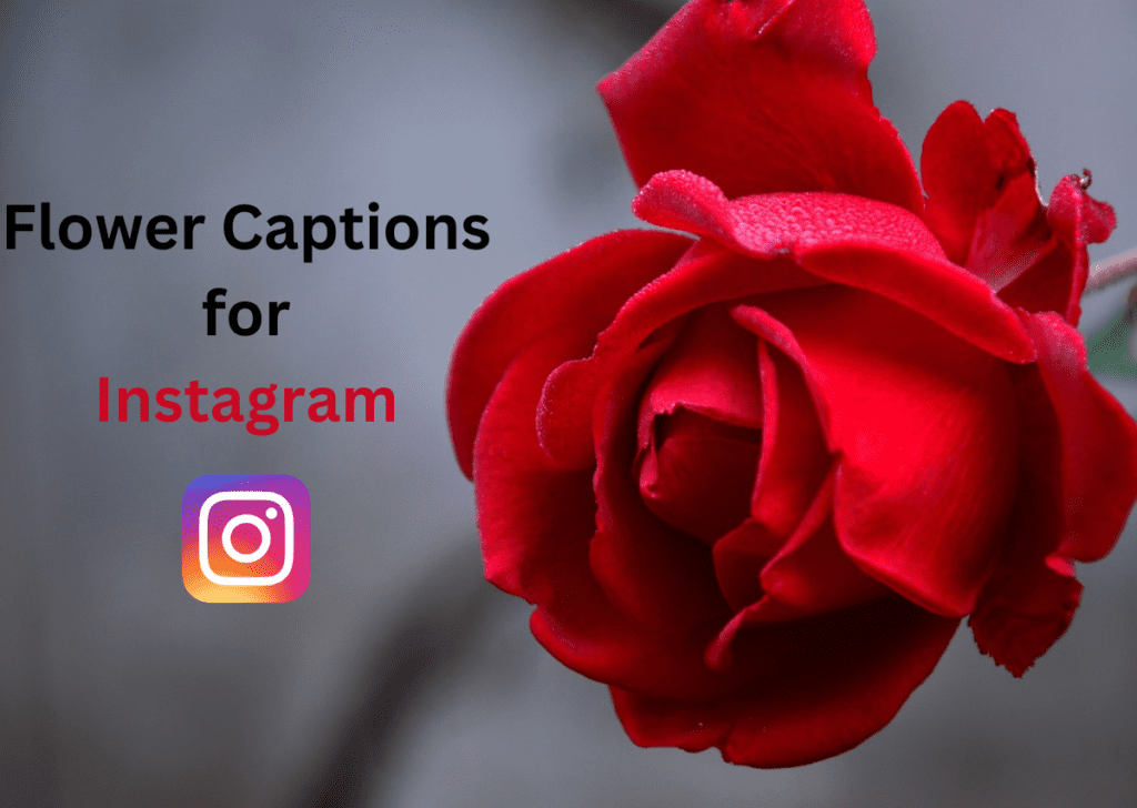 Flower Captions for Instagram