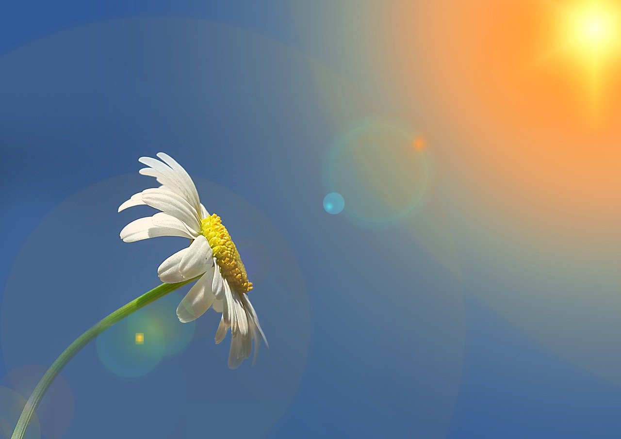 Good Morning Images with Flowers