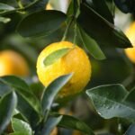 agriculture, lemon, fruit
