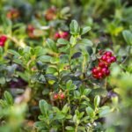 lingonberry, vaccinium vitis-idaea, food