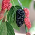 mulberry, fruit, food