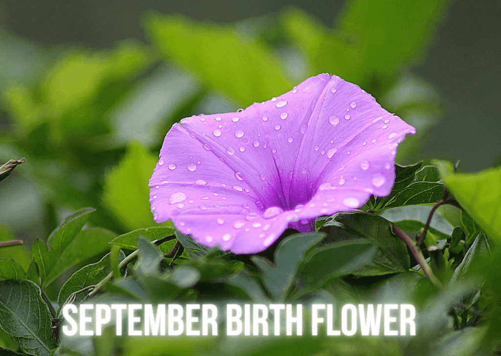 September Birth Flower