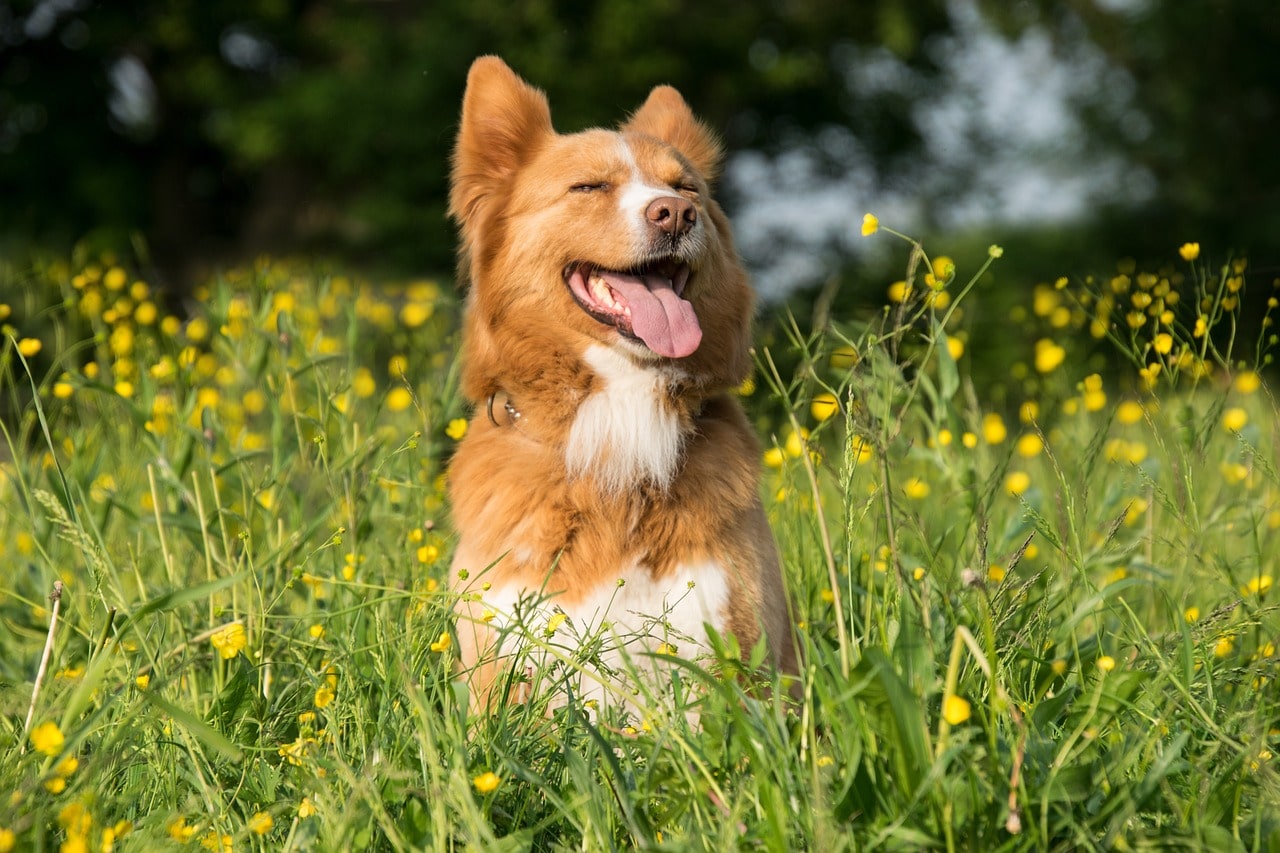 flower names for dogs