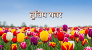 ट्यूलिप के फूल की जानकारी। Tulip Flower in Hindi - Flowers Names