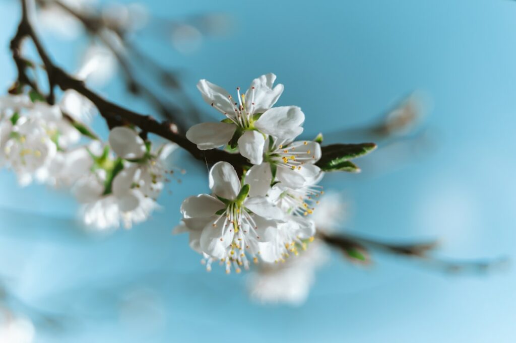 a close up of a tree branch with white flowers