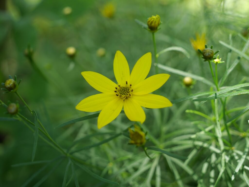 A close up of a yellow flower in a field