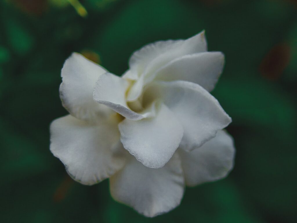 white flower in macro shot