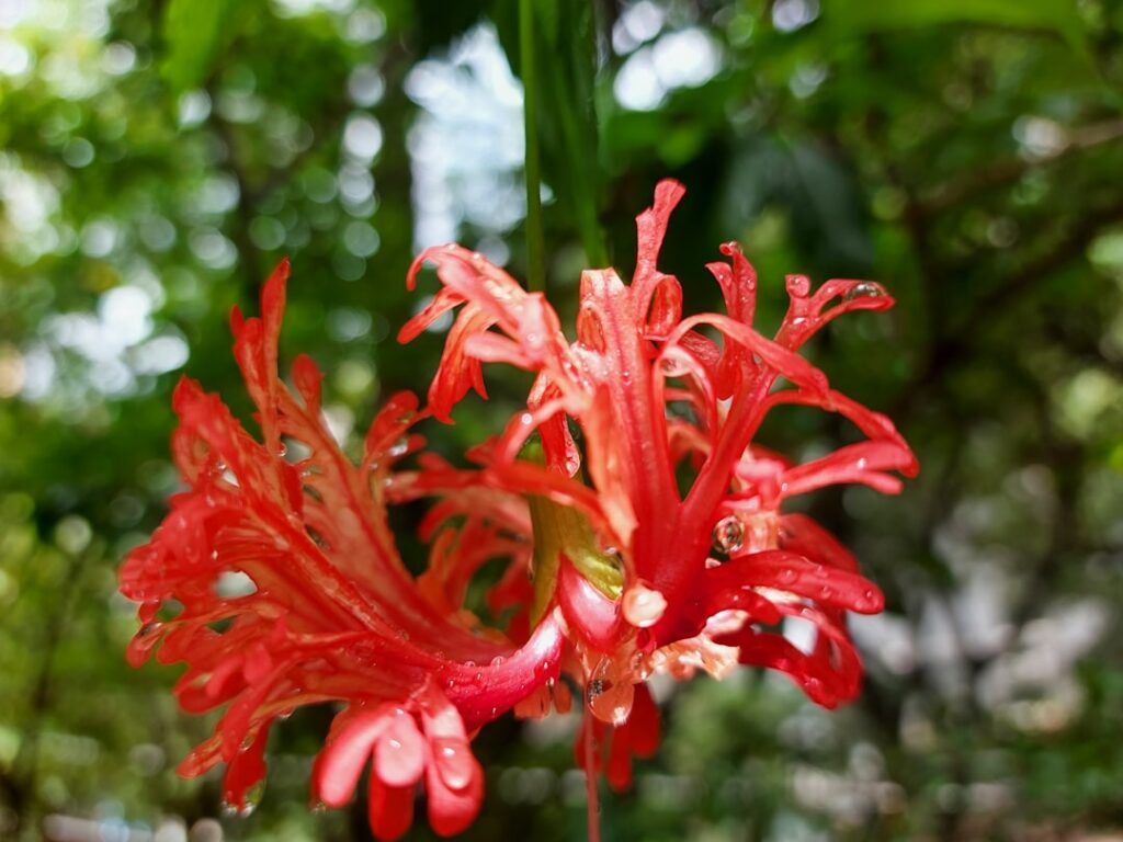 red flowers in tilt shift lens