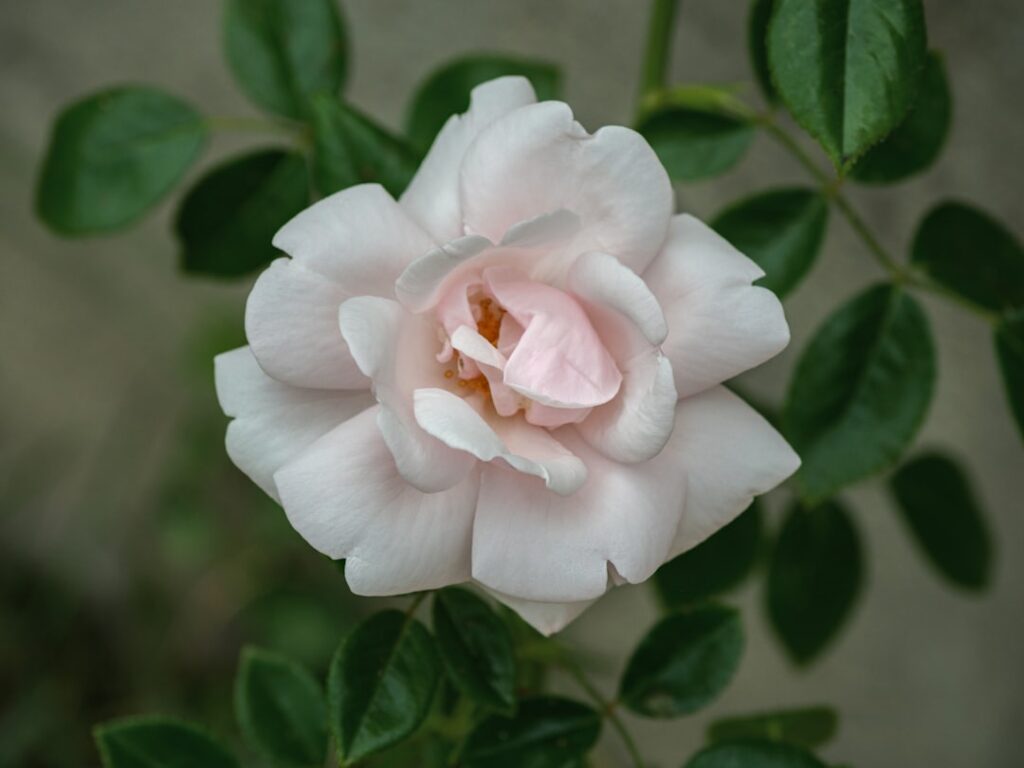 white flower in tilt shift lens