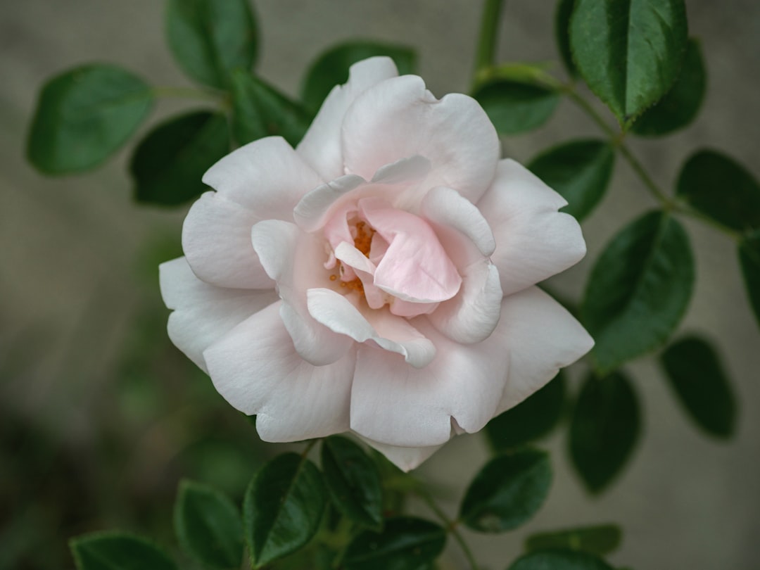 white flower in tilt shift lens