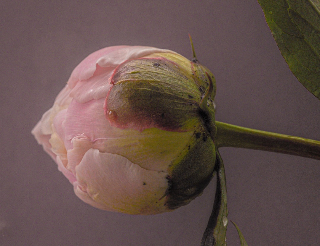 pink and green flower bud