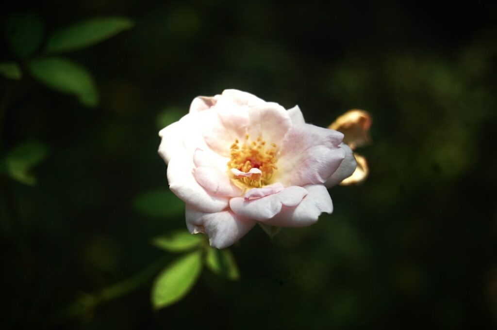 a close up of a white flower with green leaves in the background