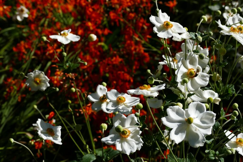 A bunch of flowers that are in the grass