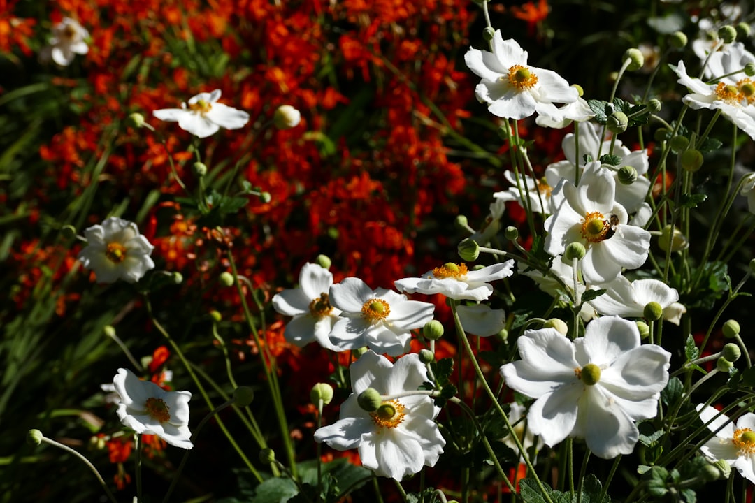 A bunch of flowers that are in the grass