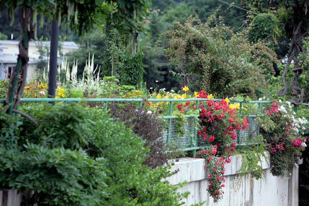a garden with flowers