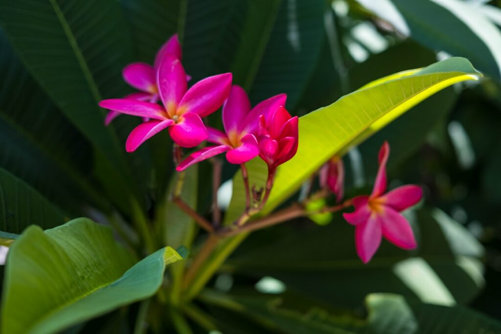 a group of flowers