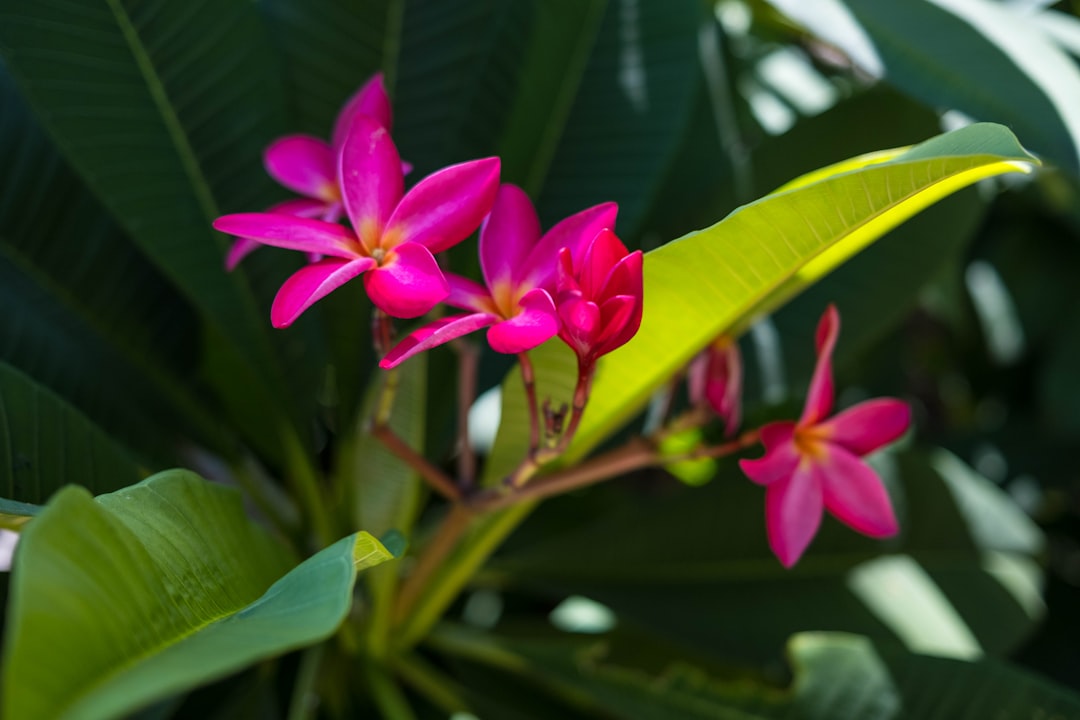 a group of flowers