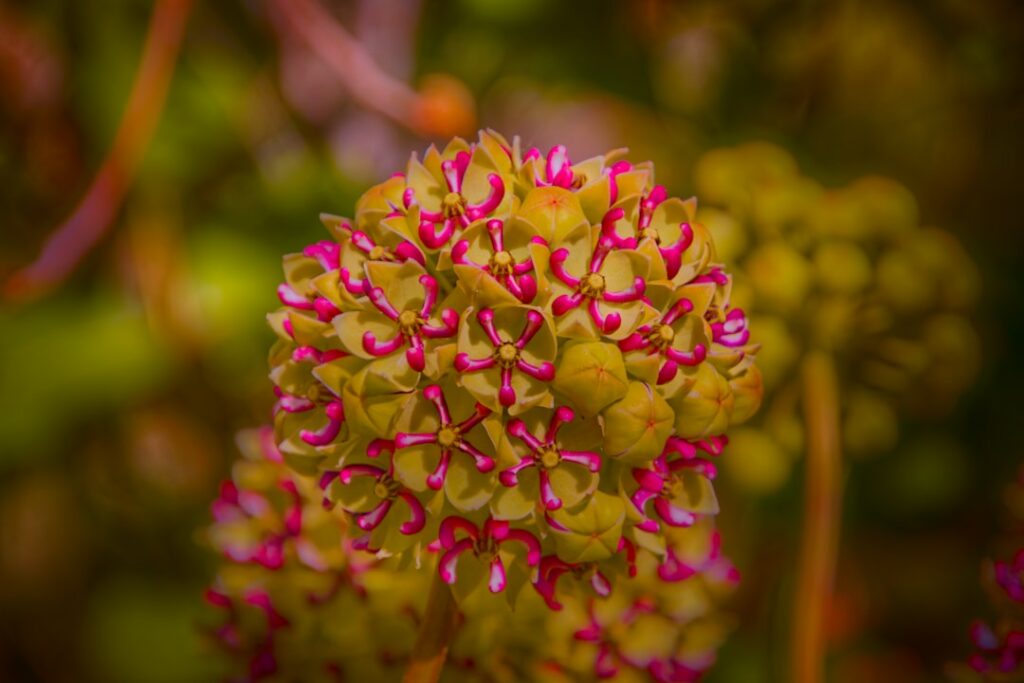 A close up of a flower with a blurry background
