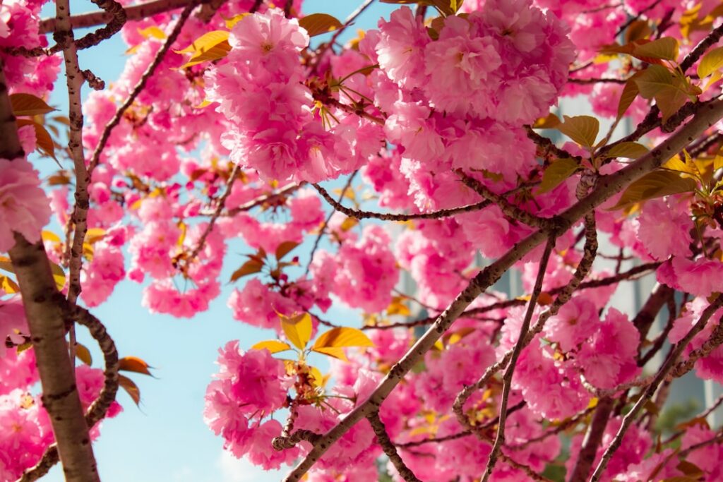 pink flowers are blooming on the branches of a tree
