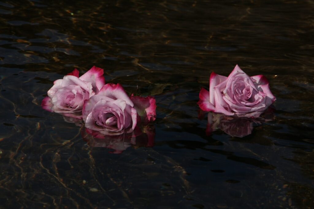 Three pink roses floating on top of a body of water