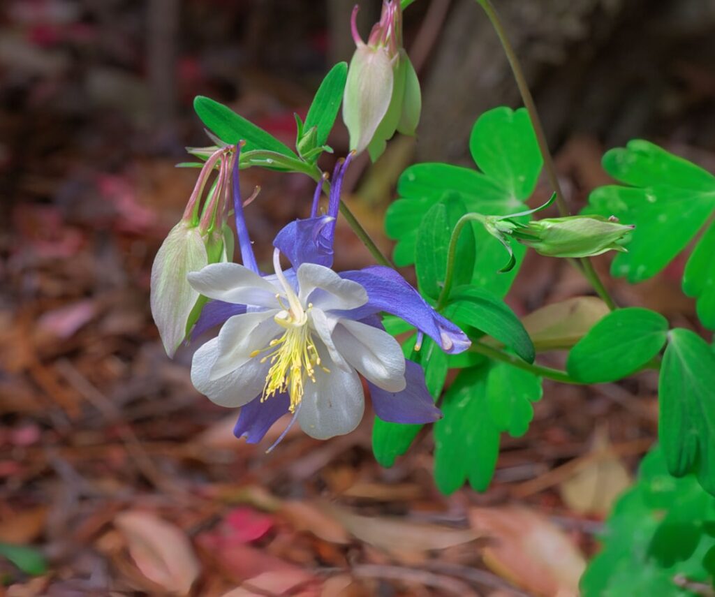 A beautiful columbine flower blooms amidst greenery.