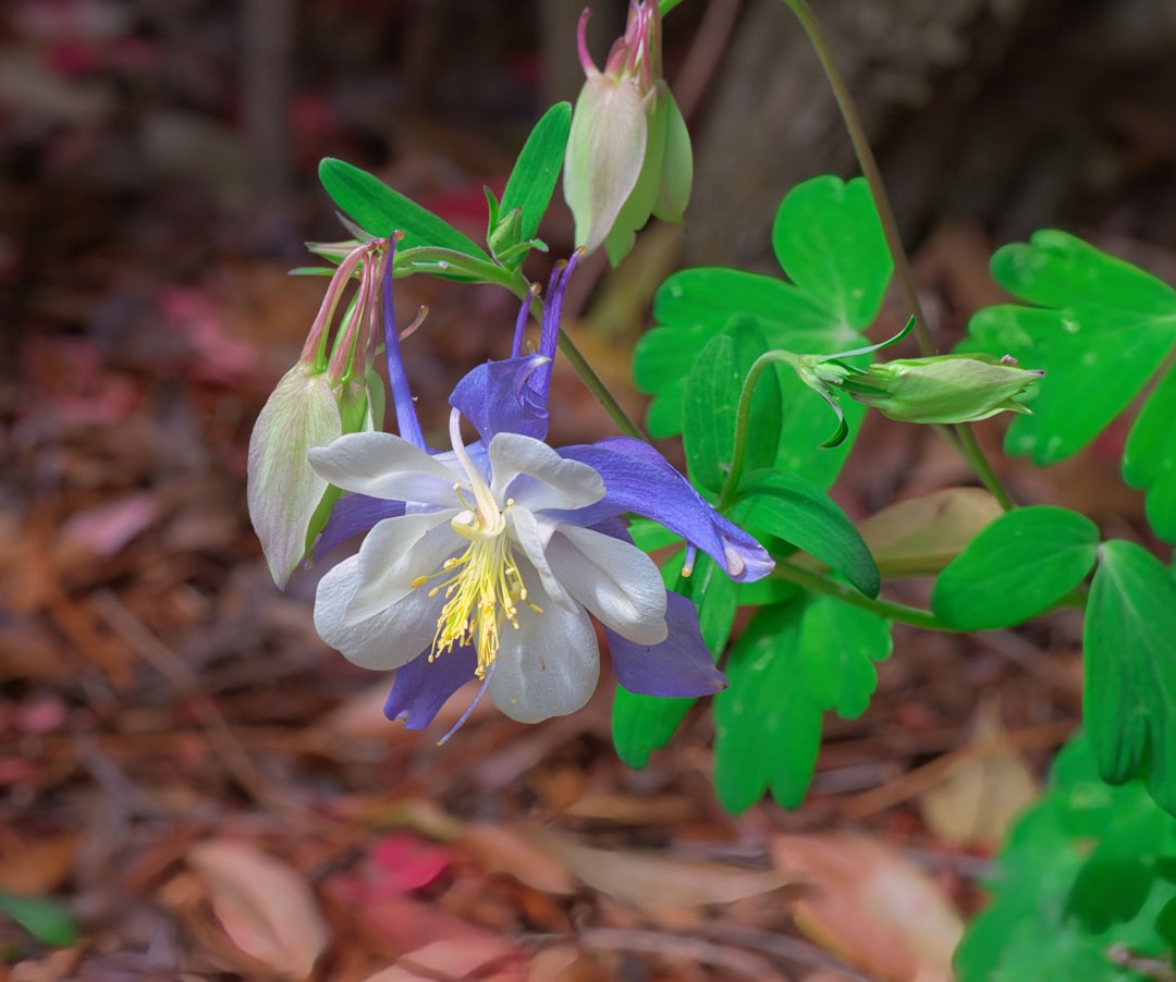 A beautiful columbine flower blooms amidst greenery.