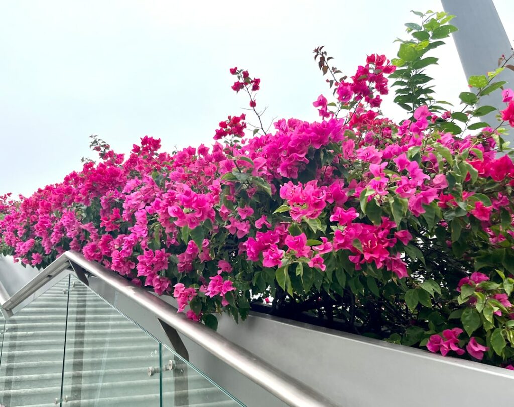 pink flowers are growing on the side of a building