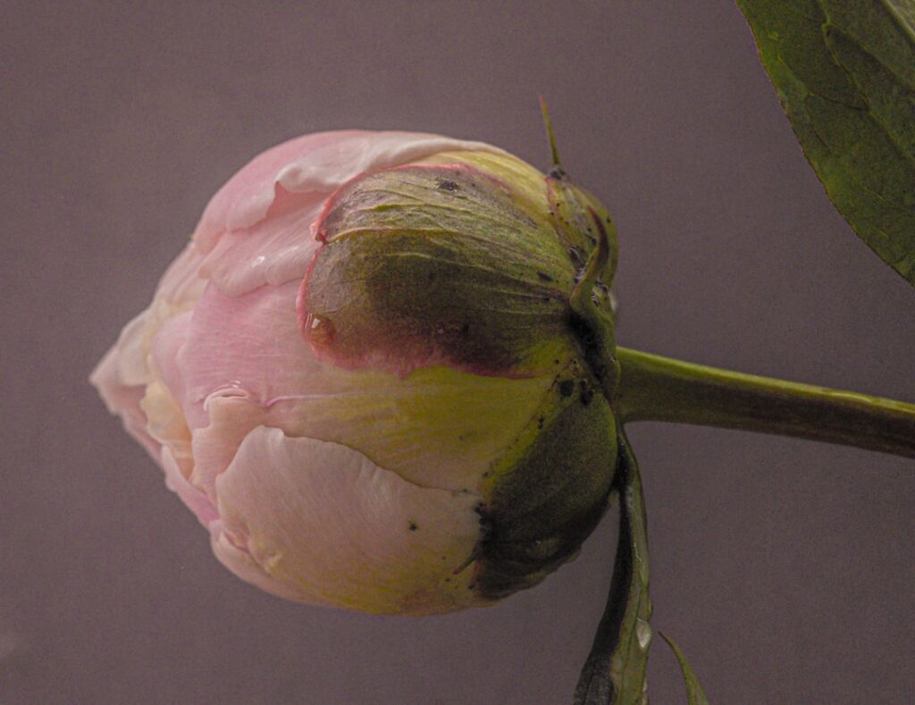 pink and green flower bud