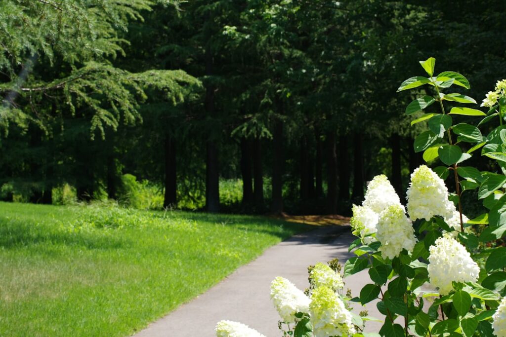 White flowers are blooming along a path in a park