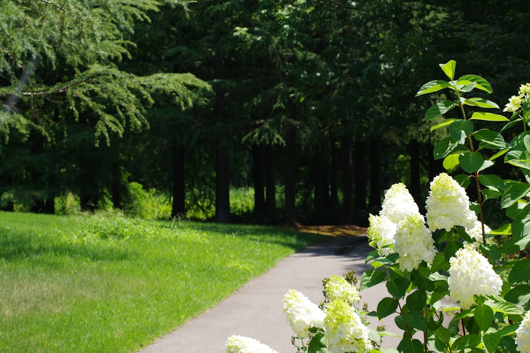 White flowers are blooming along a path in a park