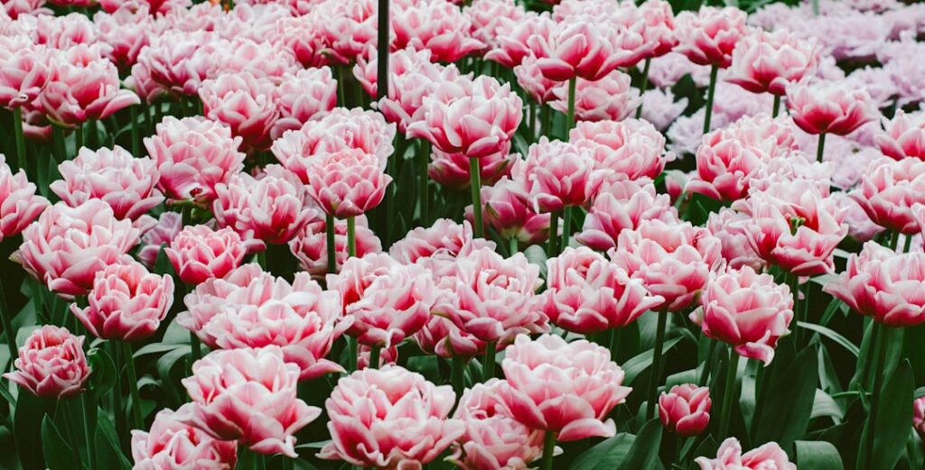 a field of pink flowers with green leaves