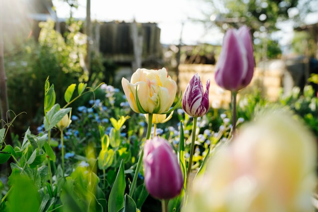 Bright tulips bloom beautifully in the garden.