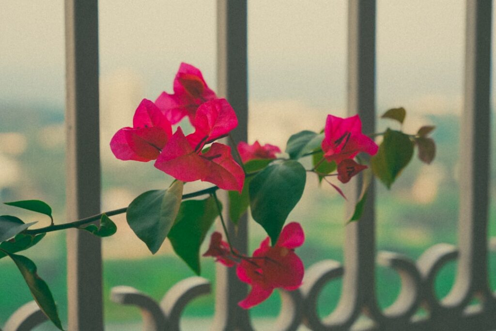 A vase filled with pink flowers sitting on top of a window sill