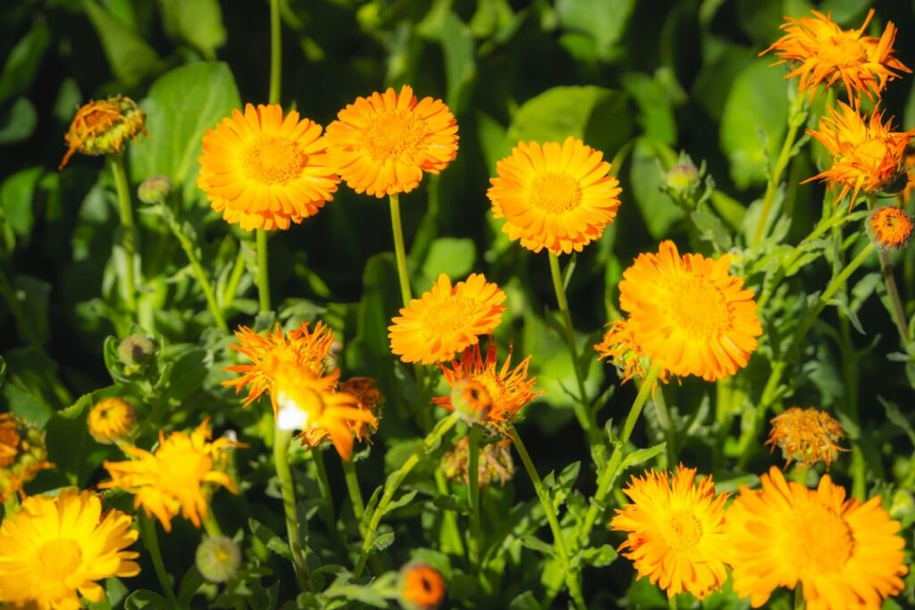 Bright orange flowers bloom amidst greenery.