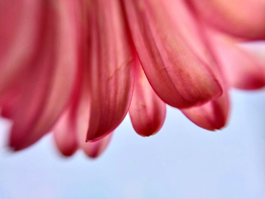 a close up of a pink flower with a sky background